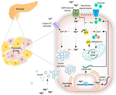 The role of magnesium in pancreatic beta-cell function and homeostasis